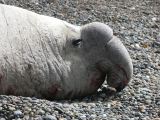 Patagonie Peninsule de Valdes Punta Ninfas  020 male El macho elephant de mer
