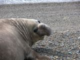 Patagonie Peninsule de Valdes Punta Ninfas  039 elephant de mer