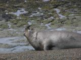 Patagonie Peninsule de Valdes Punta Ninfas  055 elephant de mer