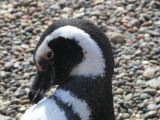 Patagonie Peninsule de Valdes Punta Tombo  067 pingouin de Magellan