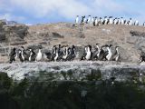 Patagonie Ushuaia Canal de Beagle sur les Tres Marias  023 cormorans royaux