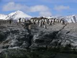 Patagonie Ushuaia Canal de Beagle sur les Tres Marias  032 cormorans royaux