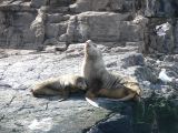 Patagonie Ushuaia Canal de Beagle sur les Tres Marias  046 mere qui nourit son bebe