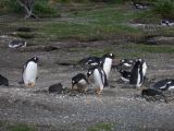 Patagonie Ushuaia vers Estancia Haberton  029 pingouins papou