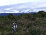 Patagonie Ushuaia vers Estancia Haberton  066 pingouins de Magellan