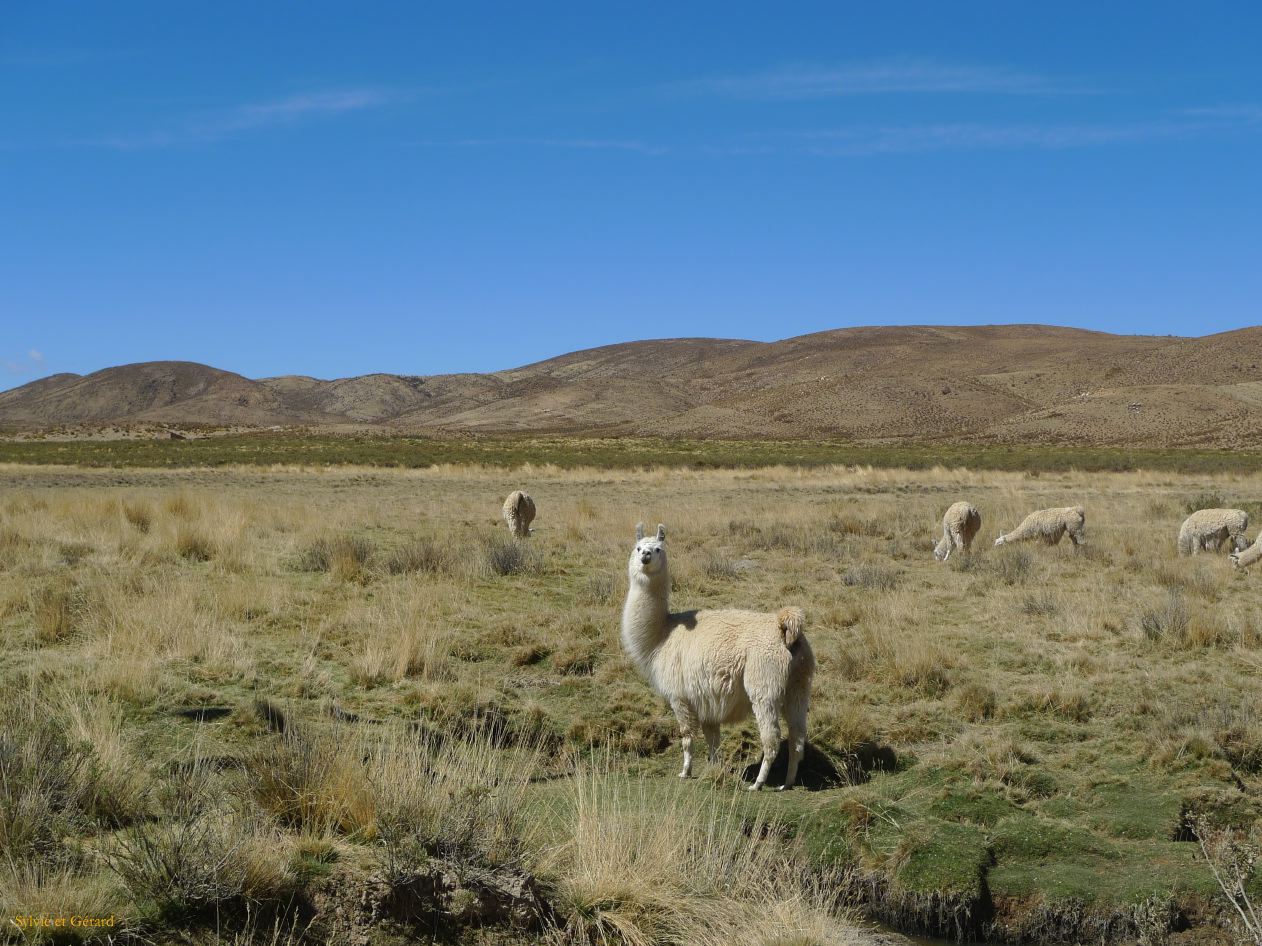 12 Laguana de los Pozuelos Ruta 5-3 les lamas