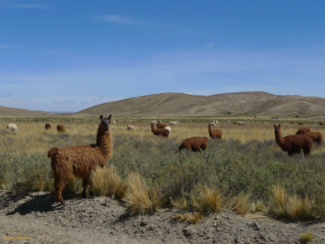 12 Laguana de los Pozuelos Ruta 5-4 les lamas