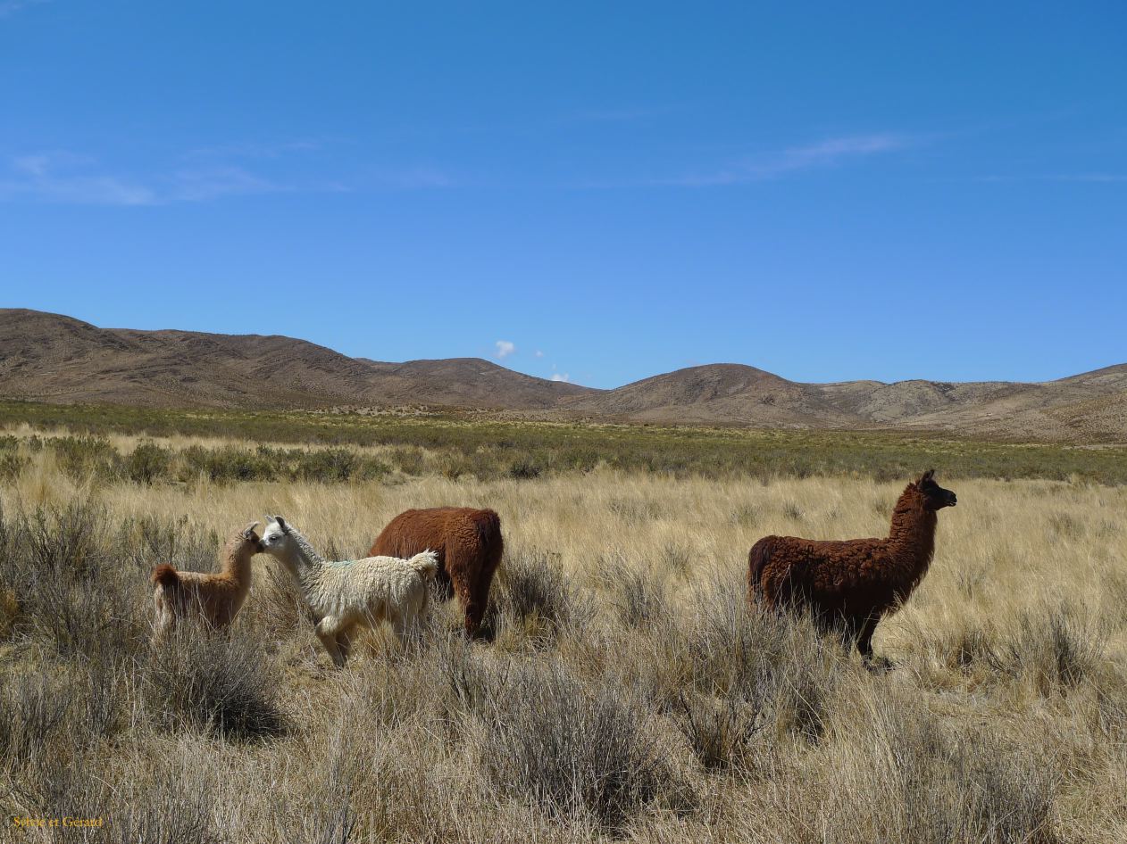 12 Laguana de los Pozuelos Ruta 5-5 bisous de lamas