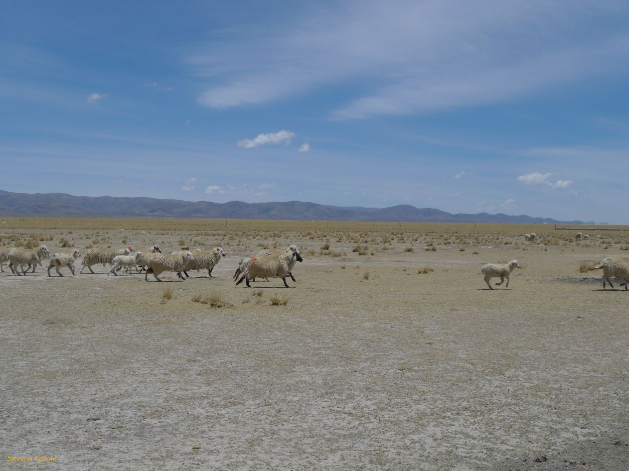 12 Laguana de los Pozuelos Ruta 5-11 drs motons au galop