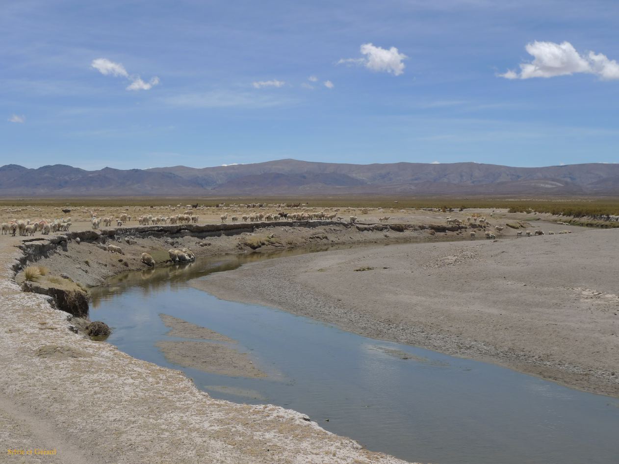 12 Laguana de los Pozuelos Ruta 5-12 les motons se desalterent