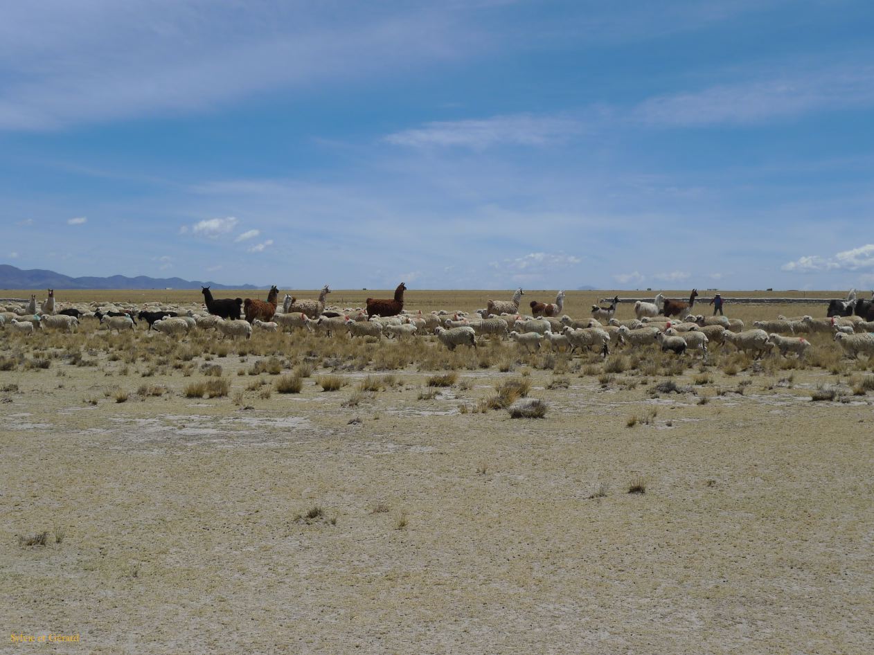 12 Laguana de los Pozuelos Ruta 5-13 les moutons croisent les lamas