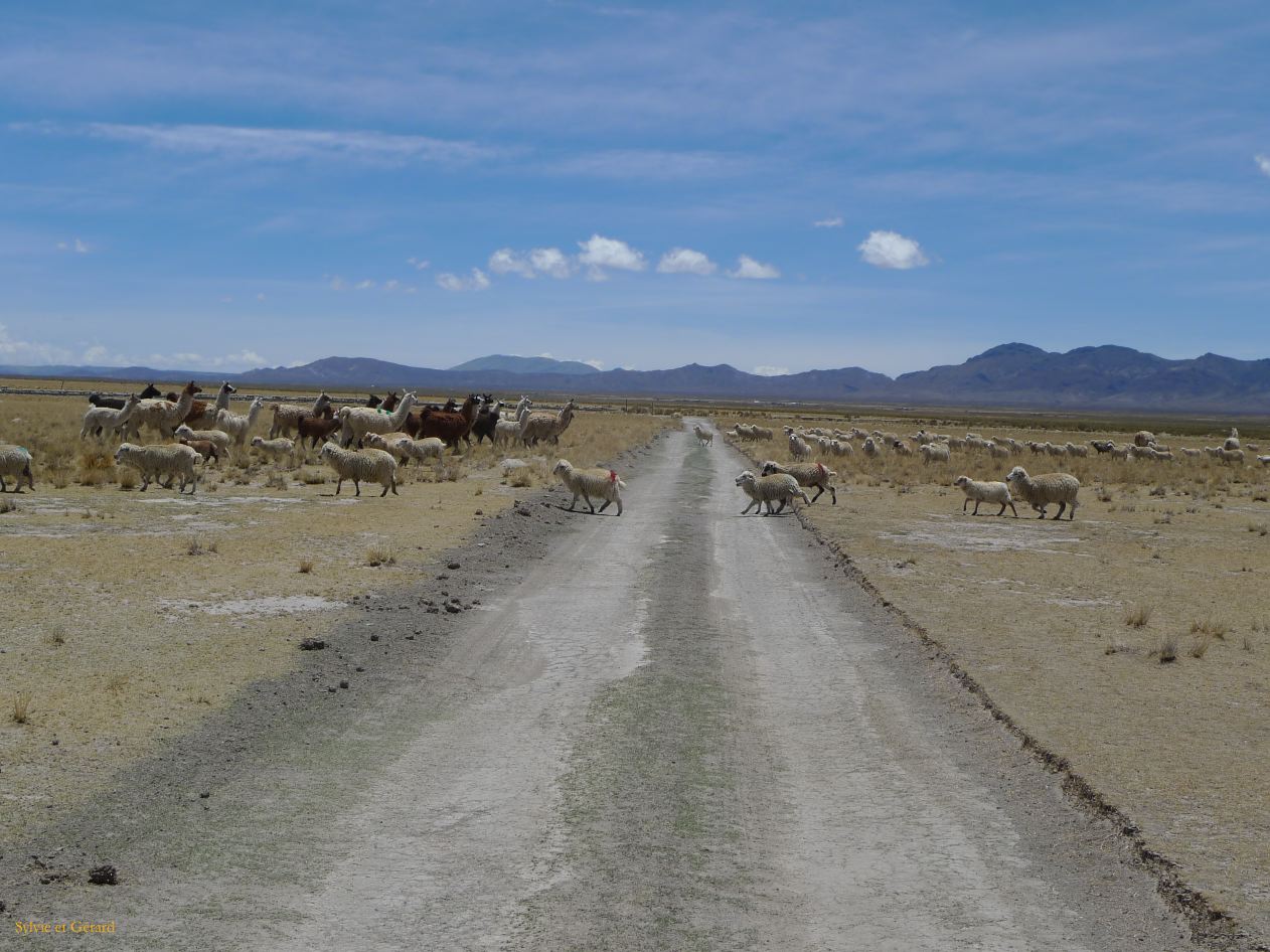12 Laguana de los Pozuelos Ruta 5-14 les lamas vont boire