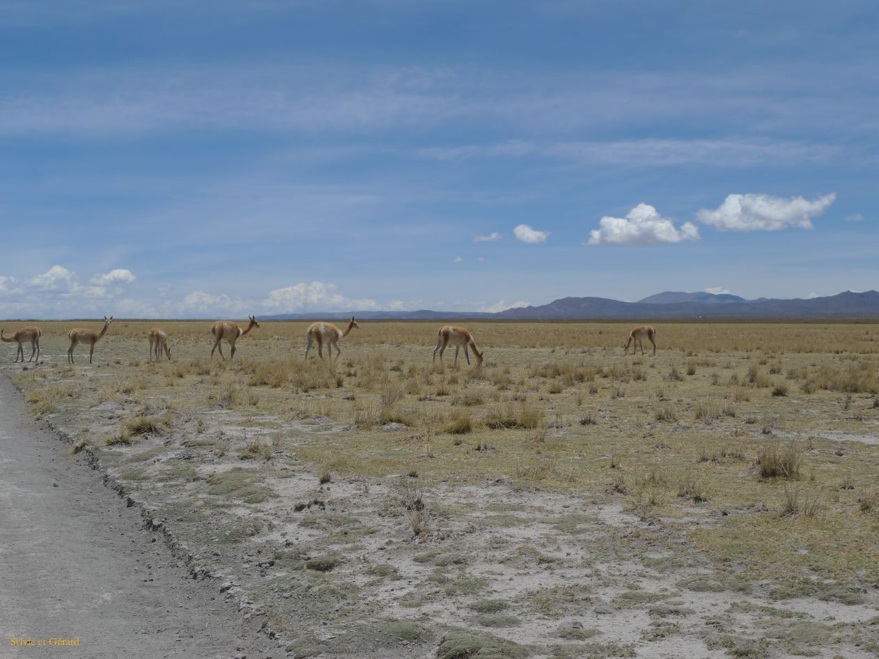 12 Laguana de los Pozuelos Ruta 5-15 des vigognes