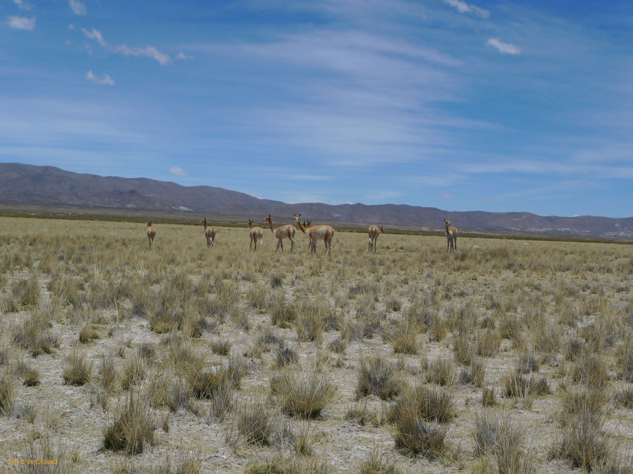 12 Laguana de los Pozuelos Ruta 5-20 des vigognes tres farouches