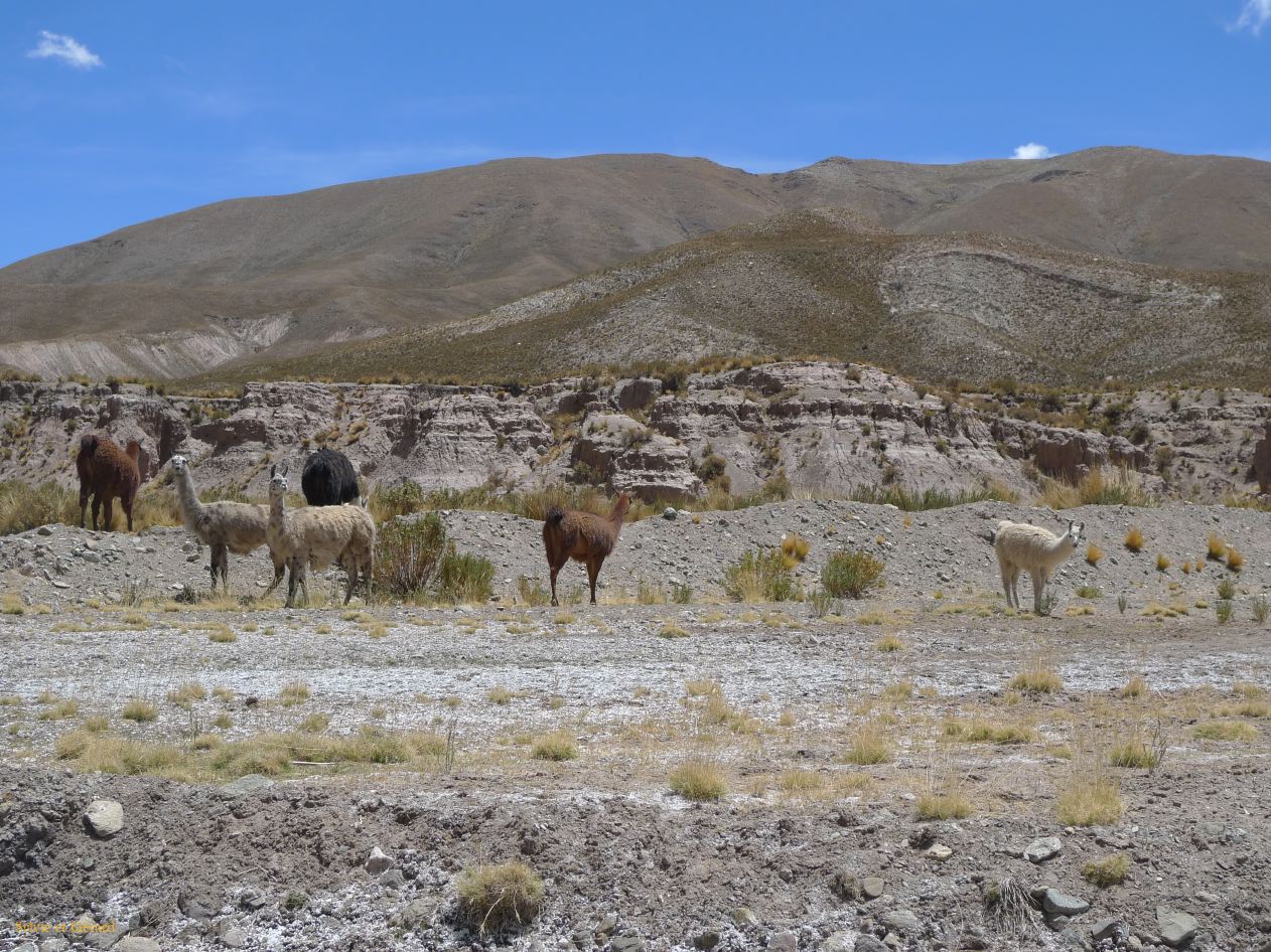 12 Laguana de los Pozuelos Ruta 5-26 le troupeau de lamas