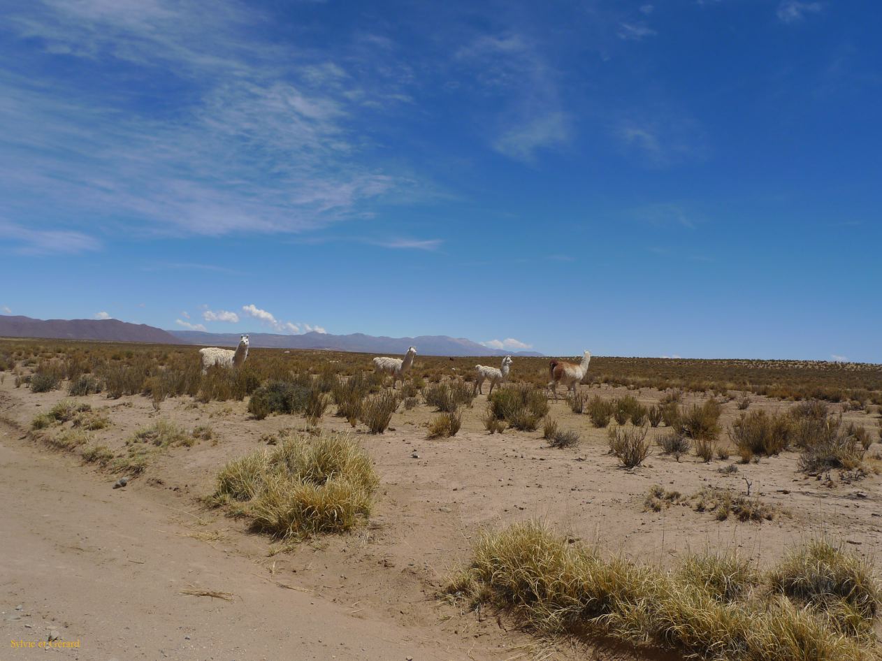 12 Laguana de los Pozuelos Ruta 5-28 des lamas