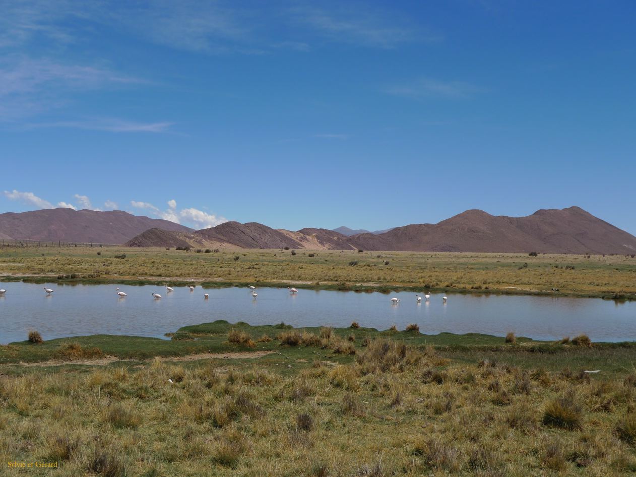 12 Laguana de los Pozuelos Ruta 5-29 flamants roses