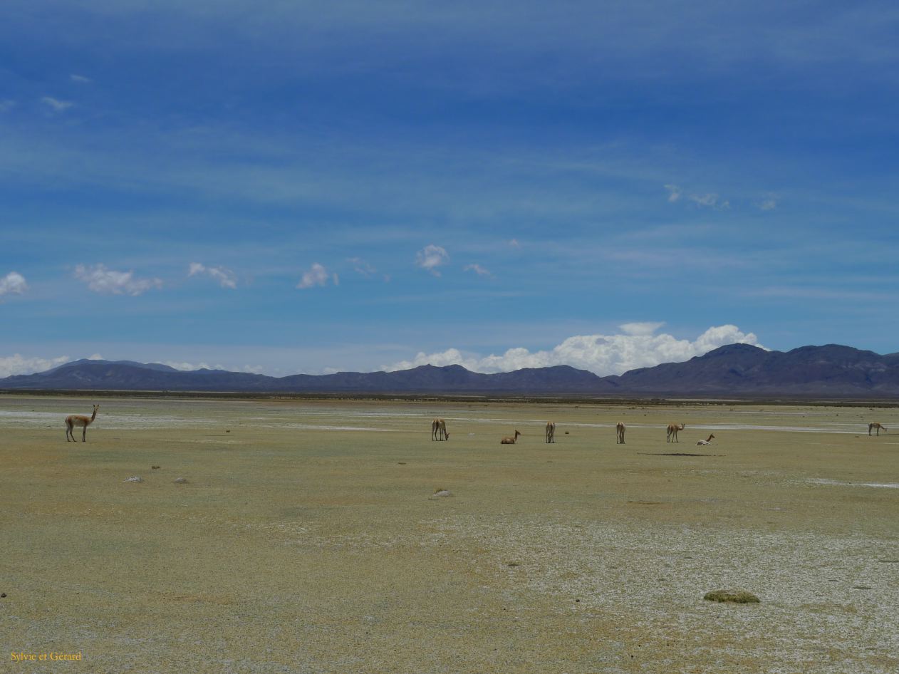 12 Laguana de los Pozuelos Ruta 5-30 vigognes