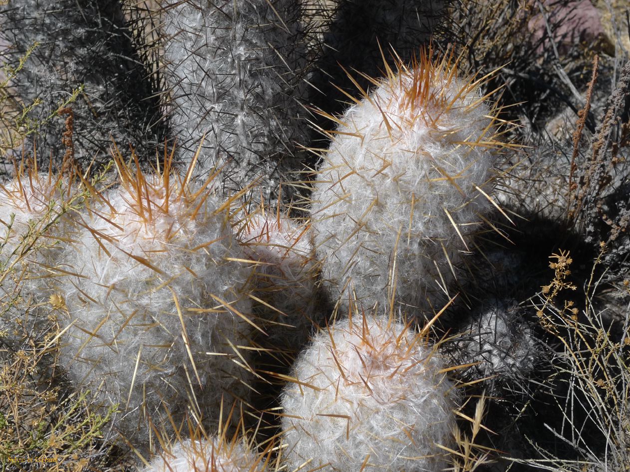 12 Quebrada Coctaca  petit mais deja plein d'epines
