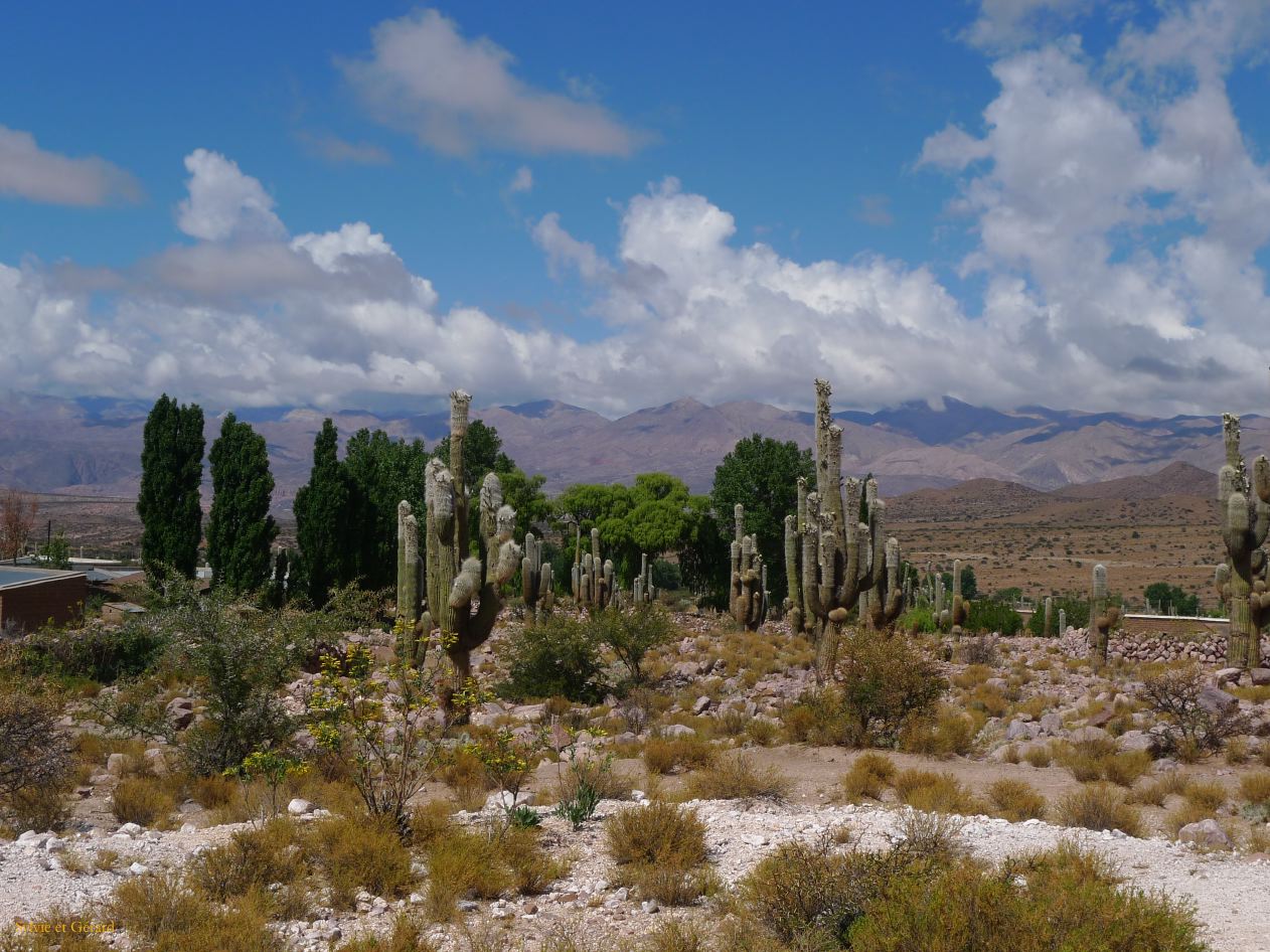 12 Quebrada Coctaca cardones