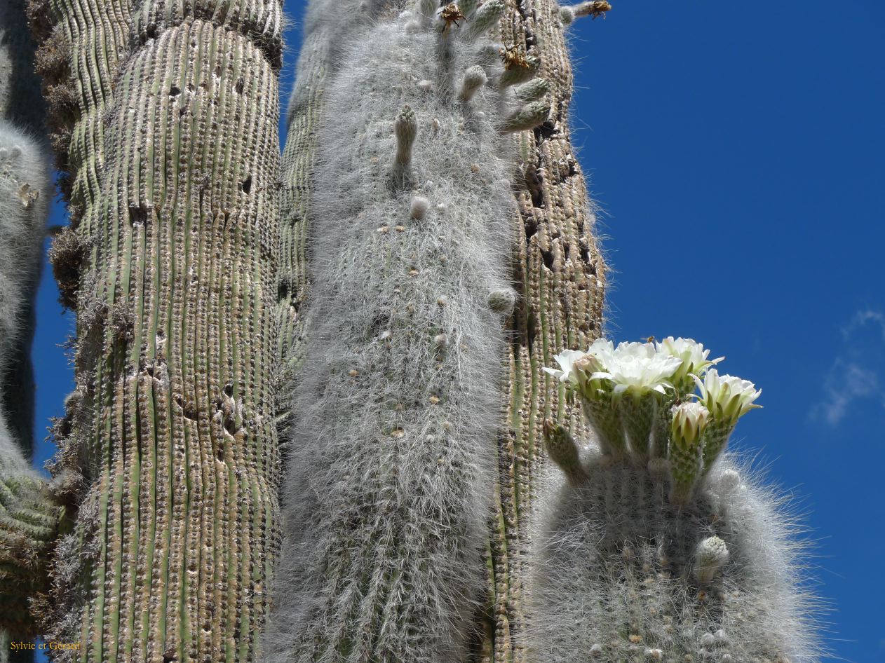 12 Quebrada Coctaca cardones en fleurs