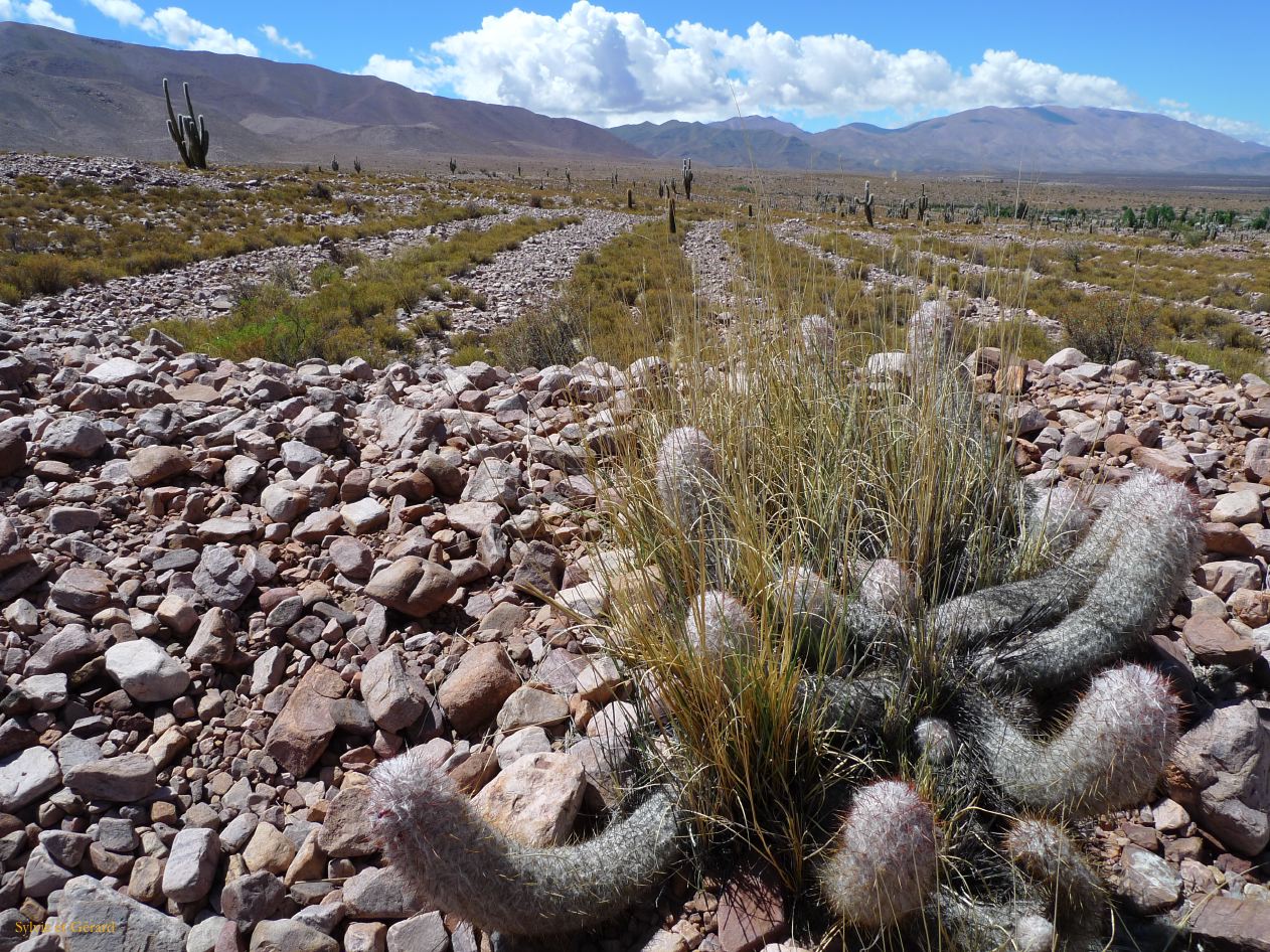 12 Quebrada Coctaca champs de cailloux