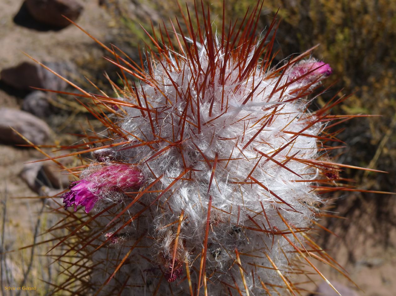 12 Quebrada Coctaca fleur sous les epines