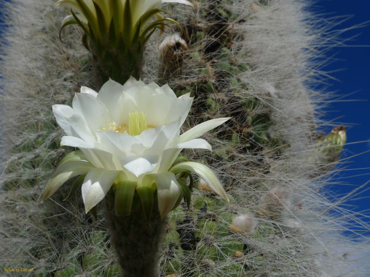 12 Quebrada Coctaca fleurs 1