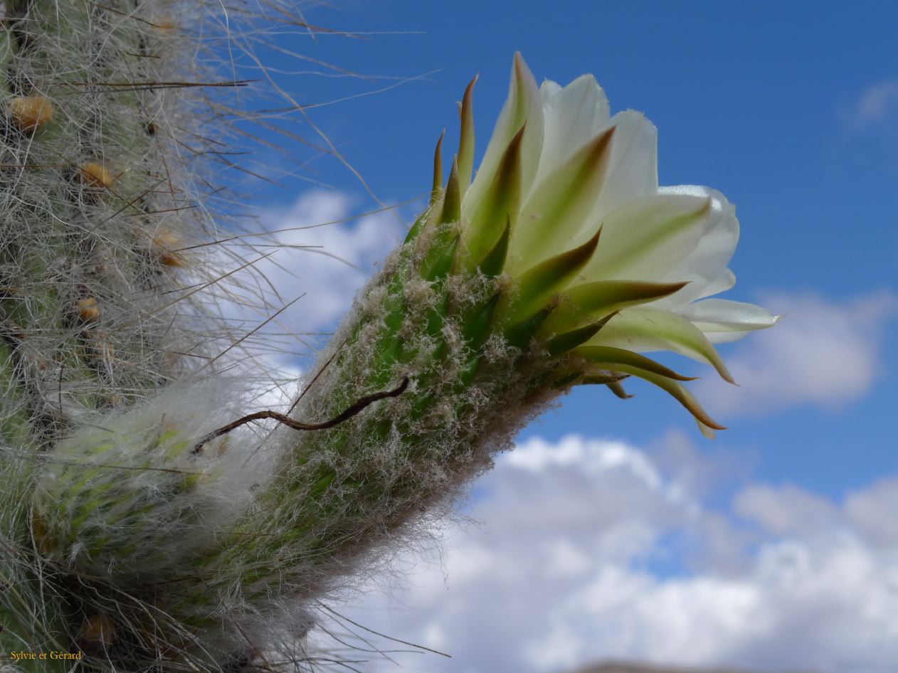 12 Quebrada Coctaca fleurs 2