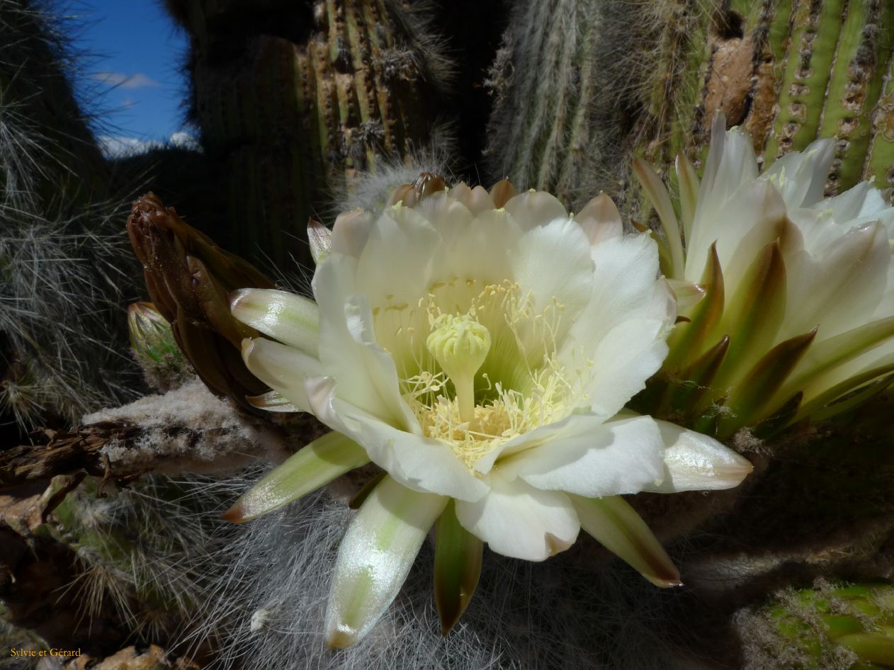 12 Quebrada Coctaca fleurs 3