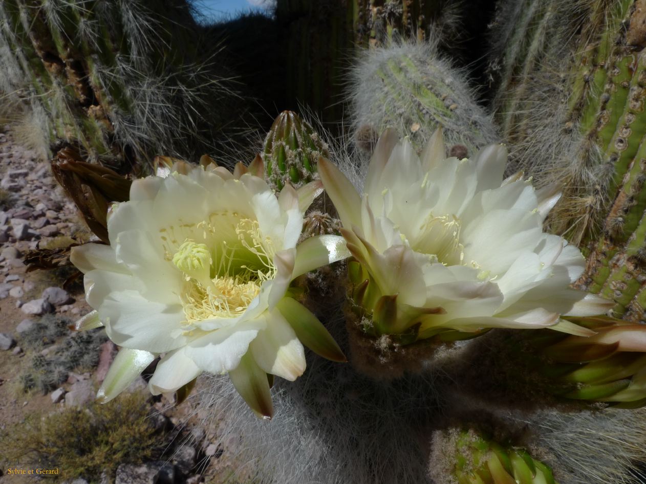 12 Quebrada Coctaca fleurs 4
