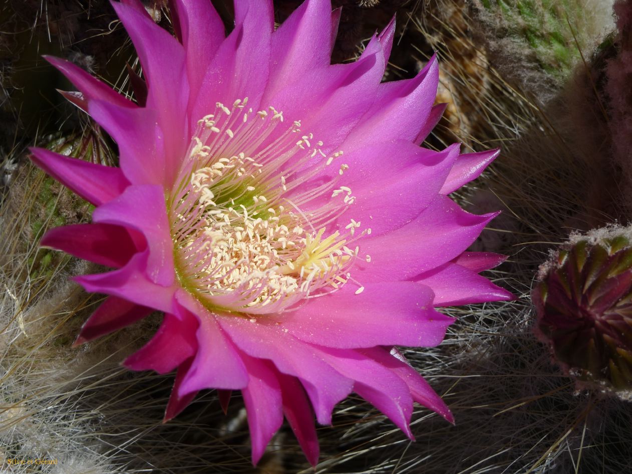 12 Quebrada Coctaca rose la fleur de cardones