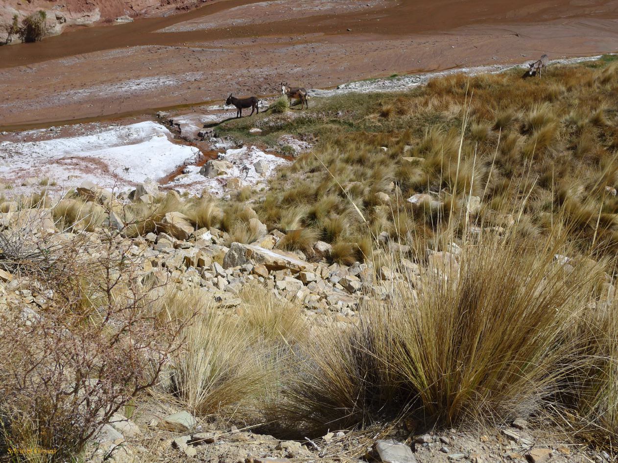 12 Quebrada le long de la ruta 9 des anes sauvages