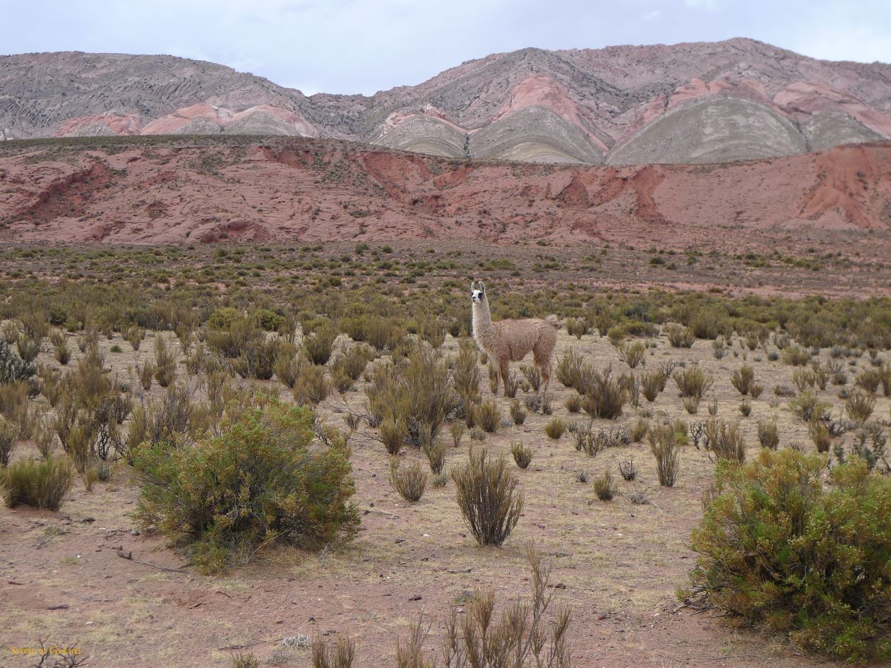12 quebrada le long de la Ruta 9 les lamas 2