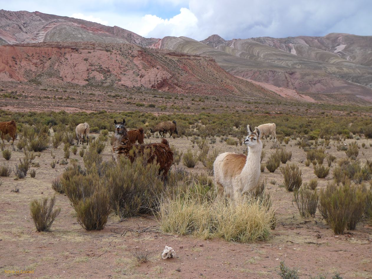12 Quebrada le long de la Ruta 9 les lamas 3