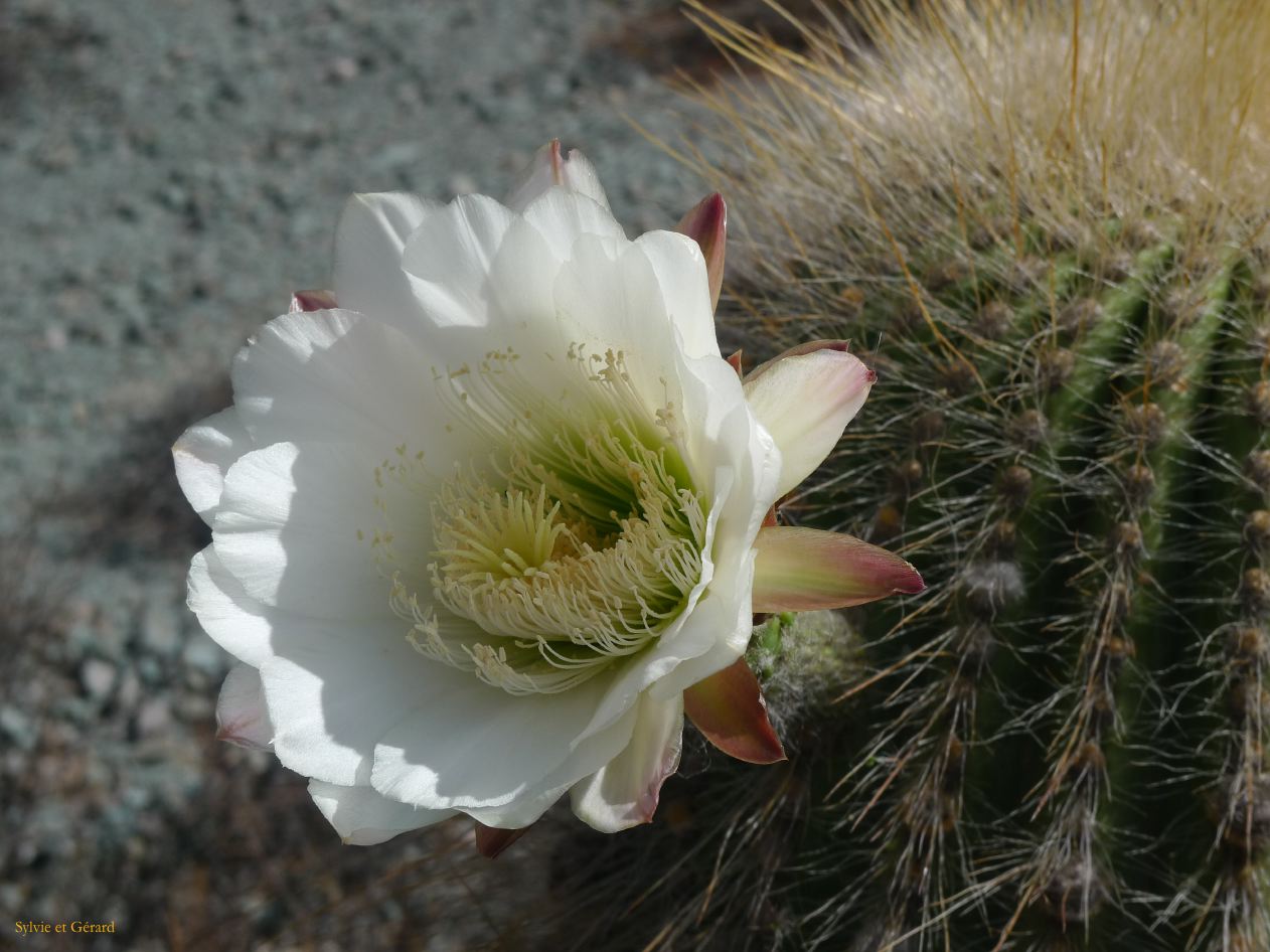 12 Quebrada Le Paseo de los colorados Purmamarca 6