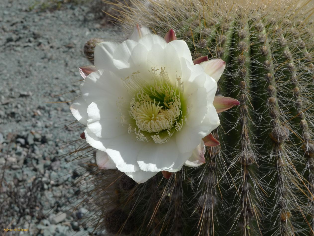 12 Quebrada Le Paseo de los colorados Purmamarca 7