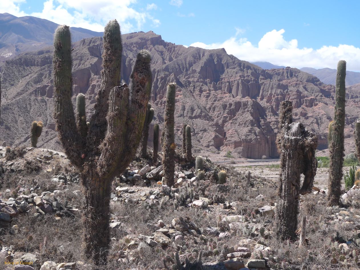 12 Quebrada Pucara precolombienne de Tilcara 2