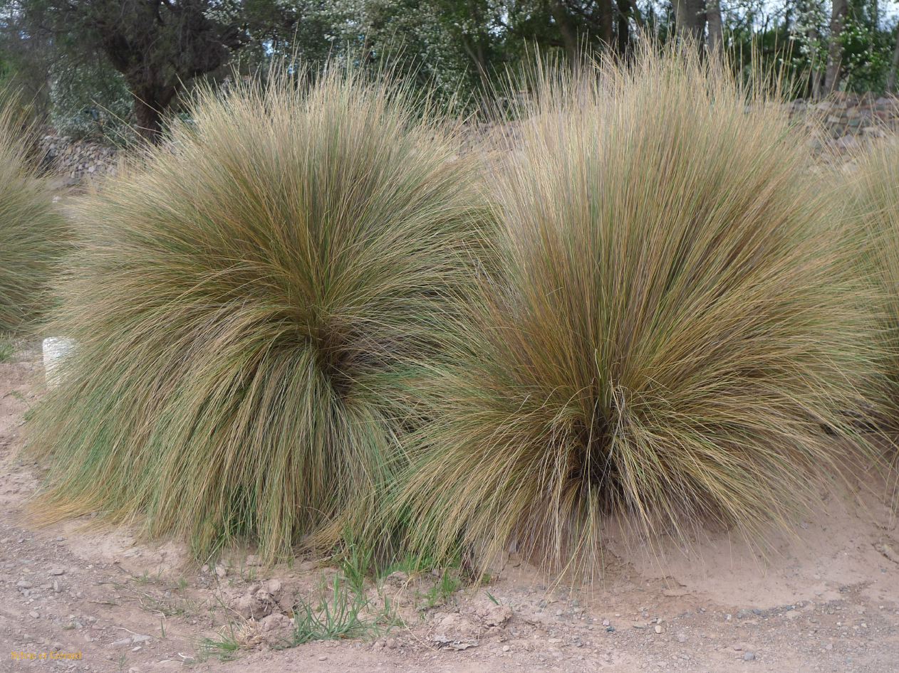 12 Quebrada Pucara precolombienne de Tilcara 8