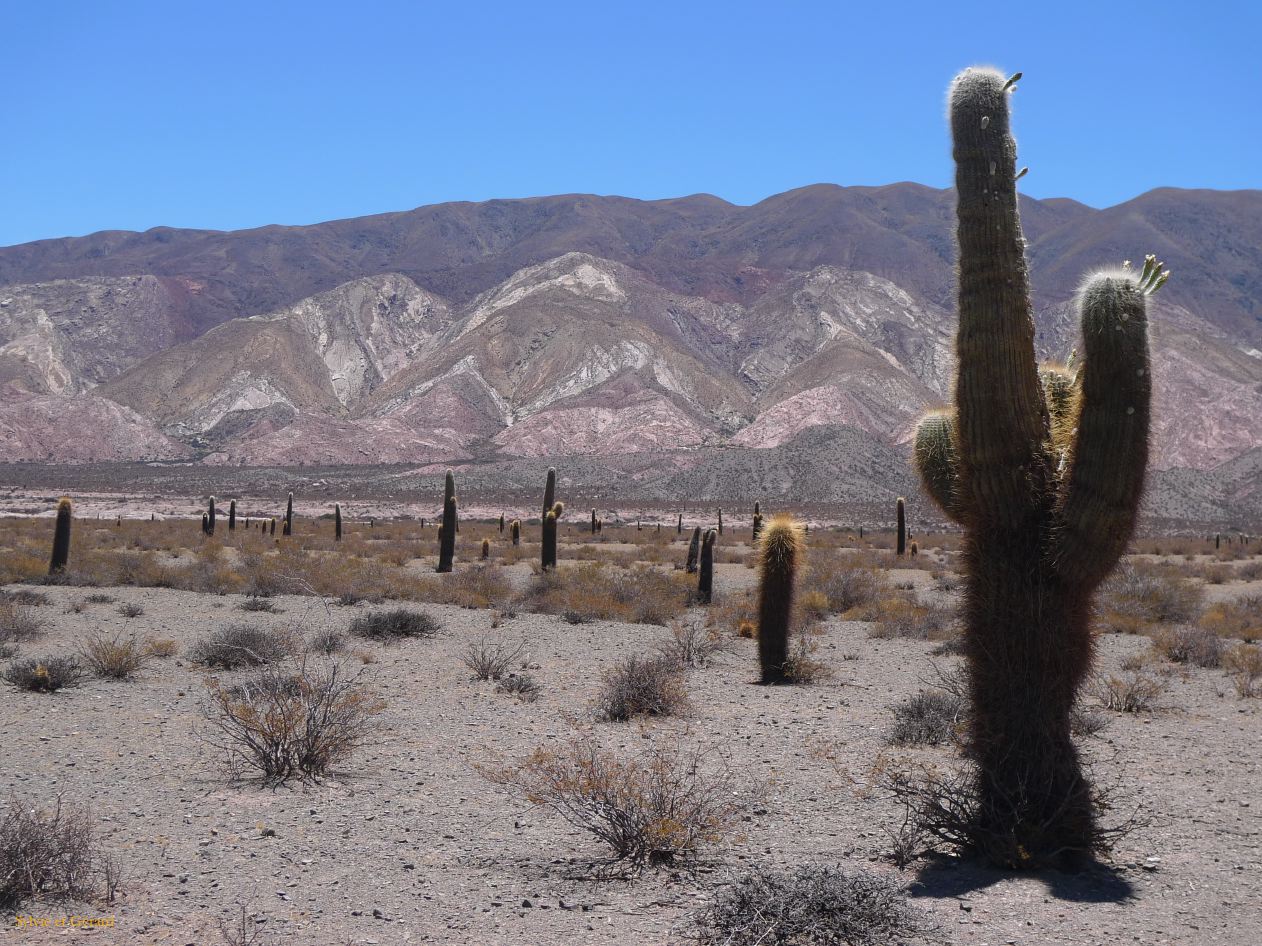 16 Vallees Calchaquies Cachi de Salta-14