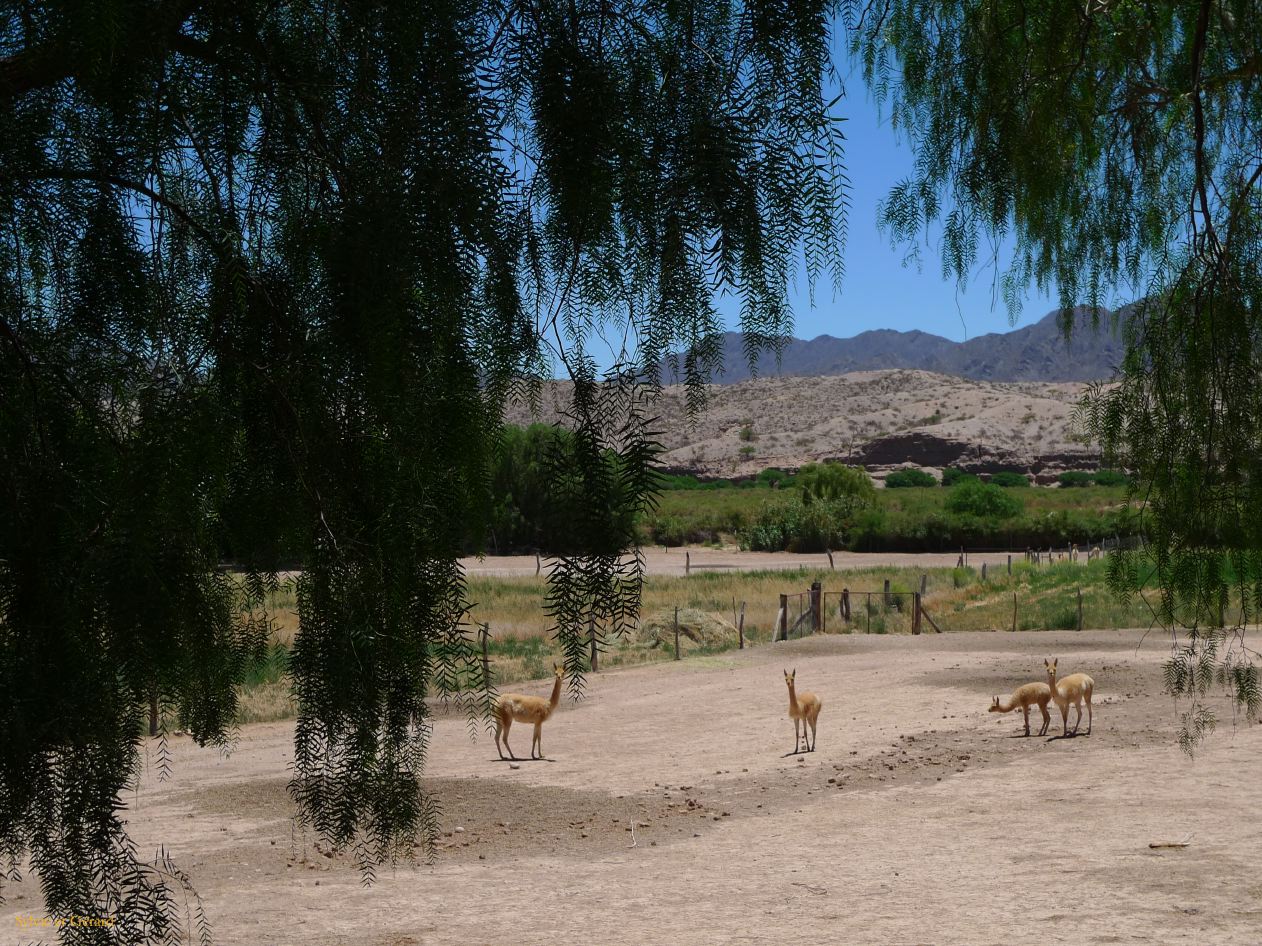 16 Vallees Calchaquies de Cachi à Cafayate-06