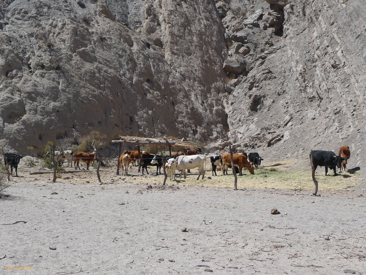 16 Vallees Calchaquies de Cachi à Cafayate-29