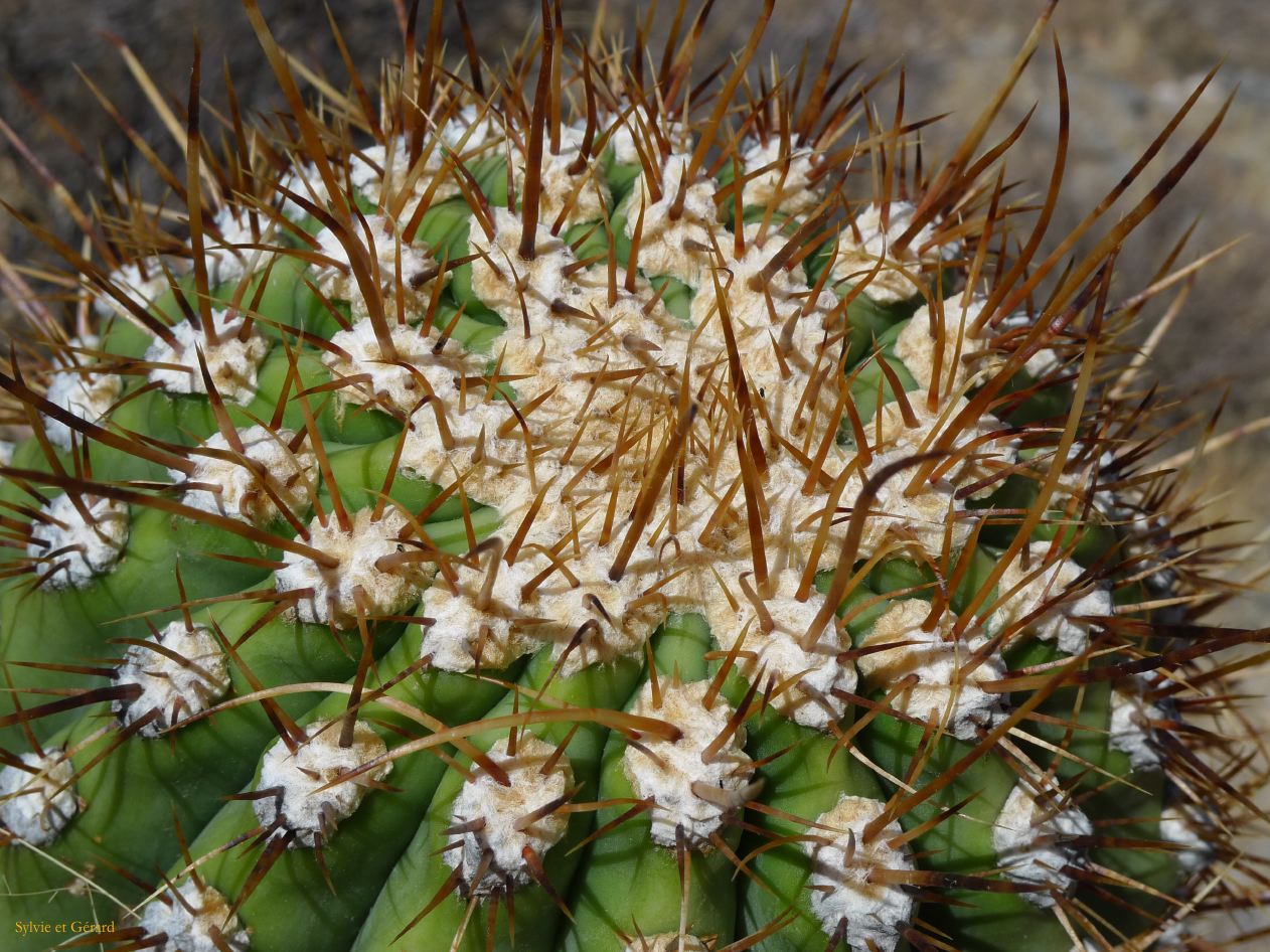 16 Vallees Calchaquies ruines de Quilmes-2