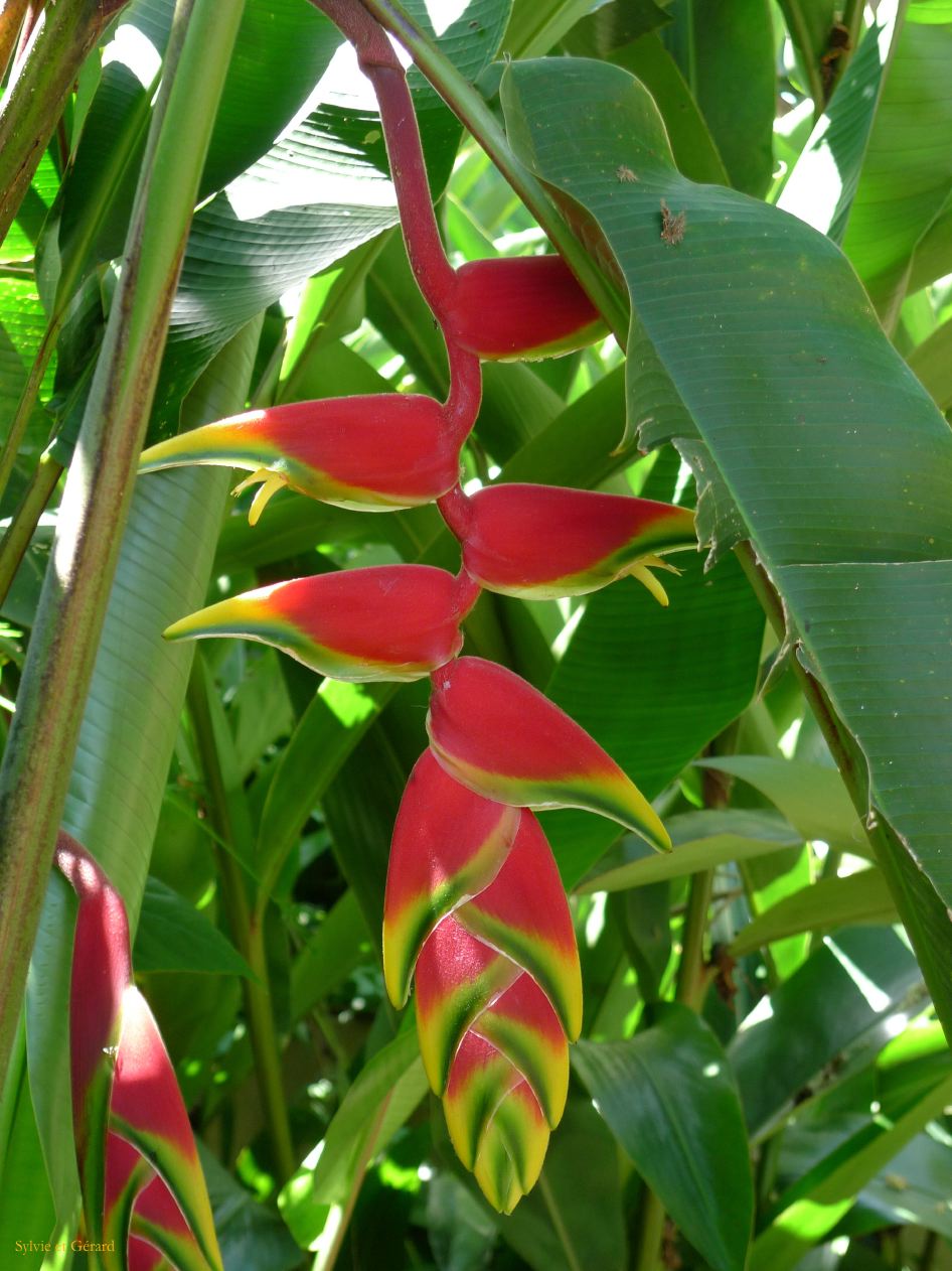 17 Igazu Bresil Parc des Aves -1