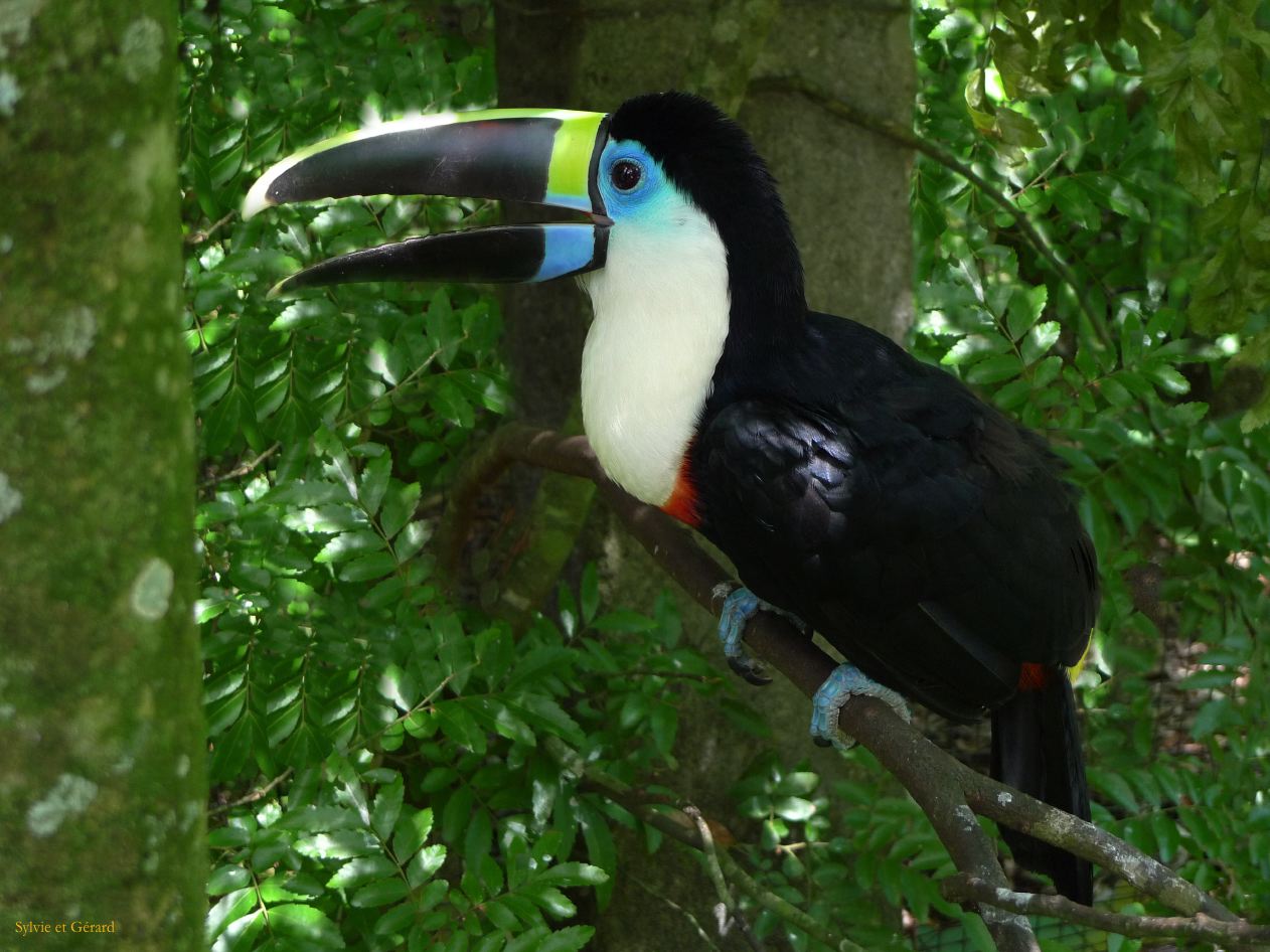 17 Igazu Bresil Parc des Aves -2