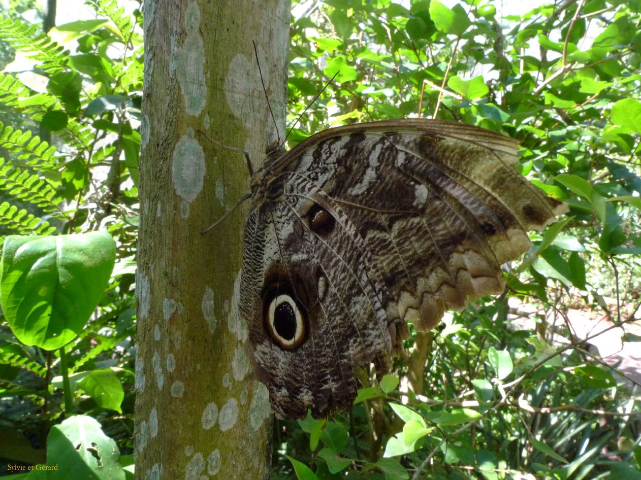 17 Igazu Bresil Parc des Aves -3