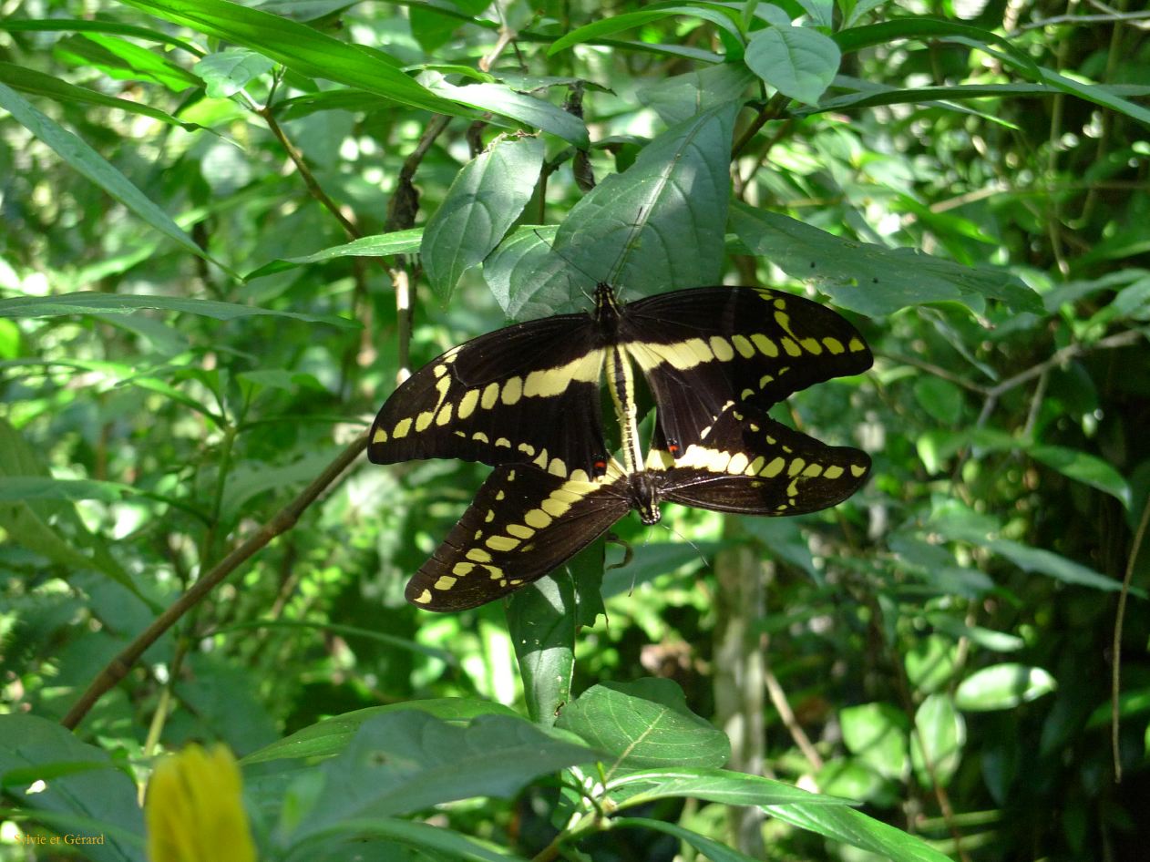 17 Igazu Bresil Parc des Aves -4