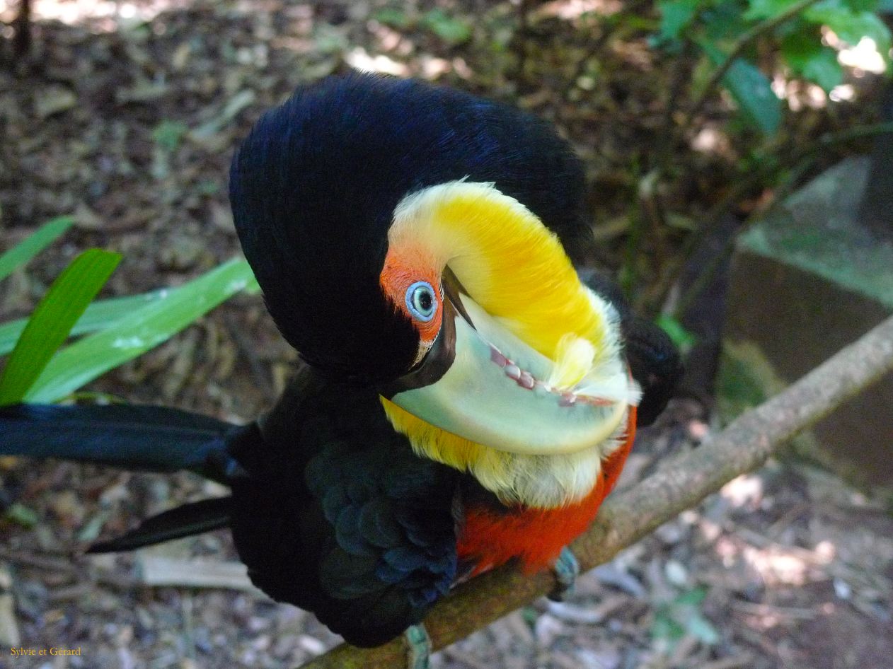 17 Igazu Bresil Parc des Aves -5