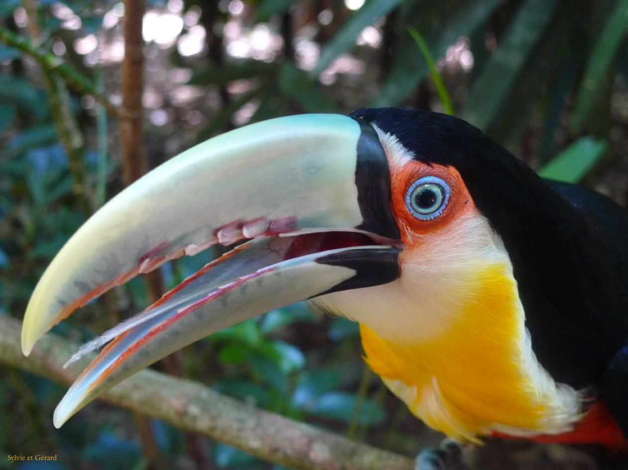 17 Igazu Bresil Parc des Aves -6