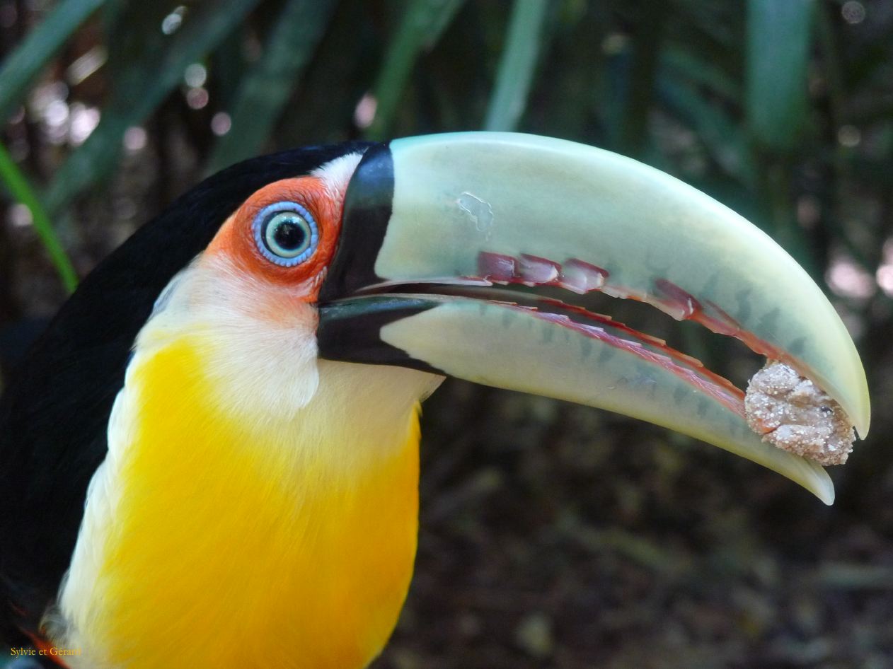 17 Igazu Bresil Parc des Aves -7